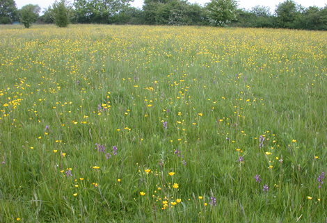 Mesotrophic Grasslands